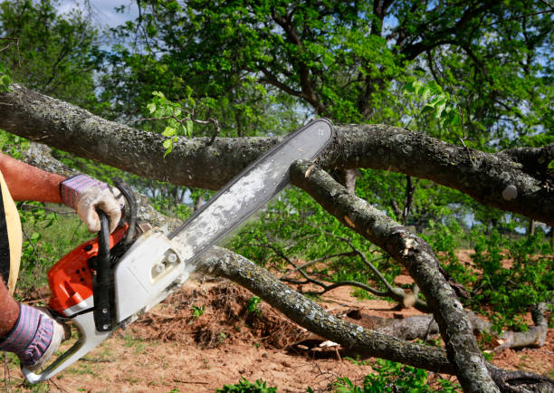 Tree Health Inspection in Tecumseh, MI